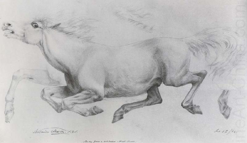 Lady Blunt-s Arab mare,Sherifa, William Strutt